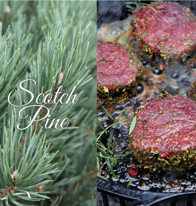 Scotch Pine Collection